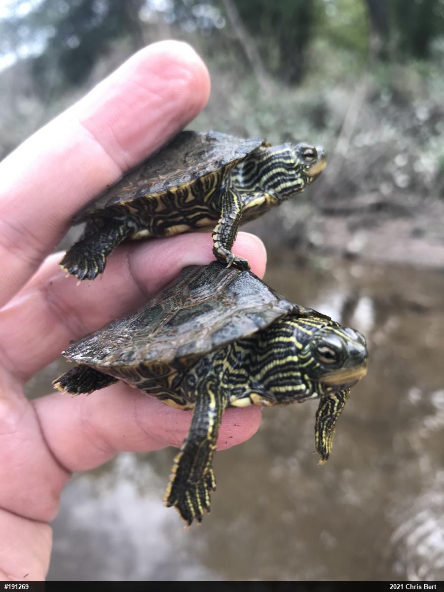 Northern Map Turtle