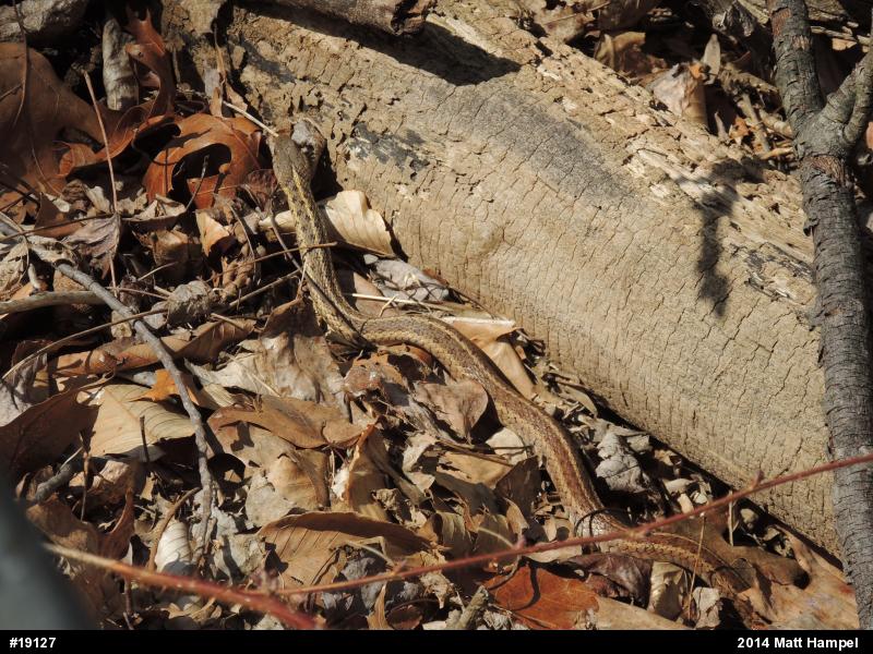 Eastern Gartersnake