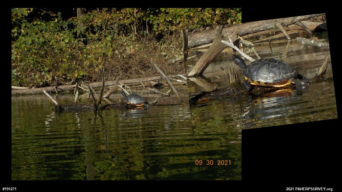 Pond Slider