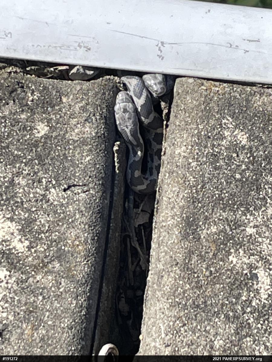 Eastern Ratsnake