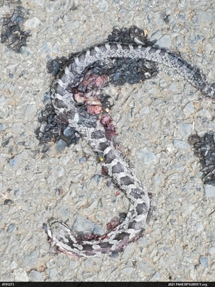 Eastern Ratsnake