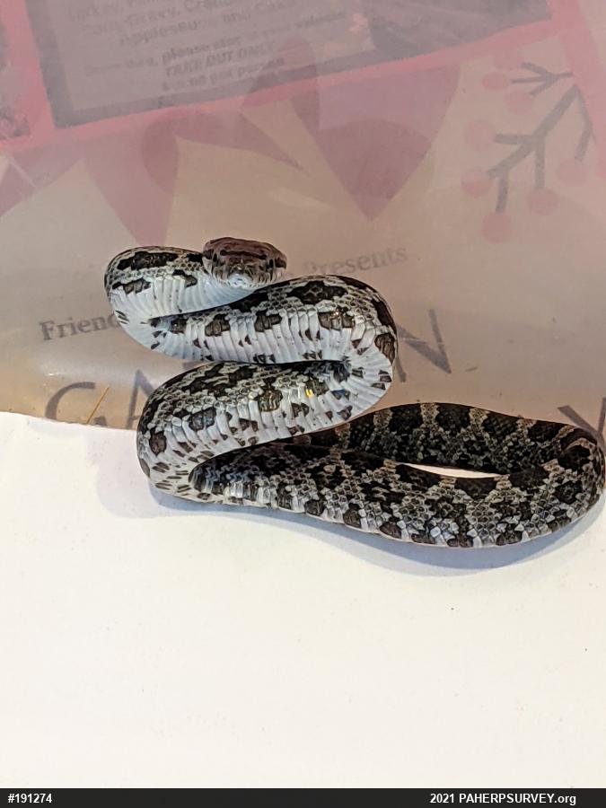 Eastern Ratsnake