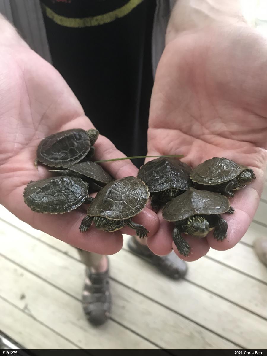Northern Map Turtle