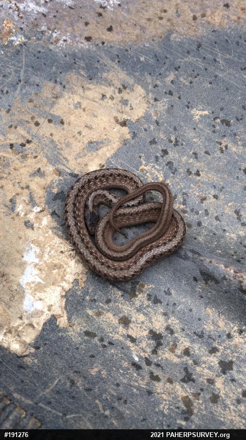 Dekay's Brownsnake