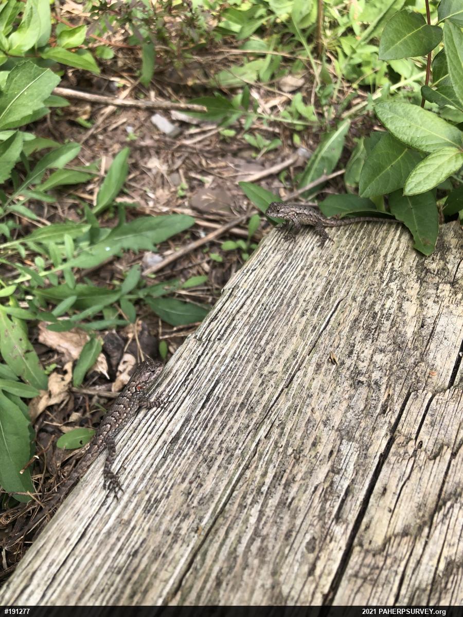 Eastern Fence Lizard