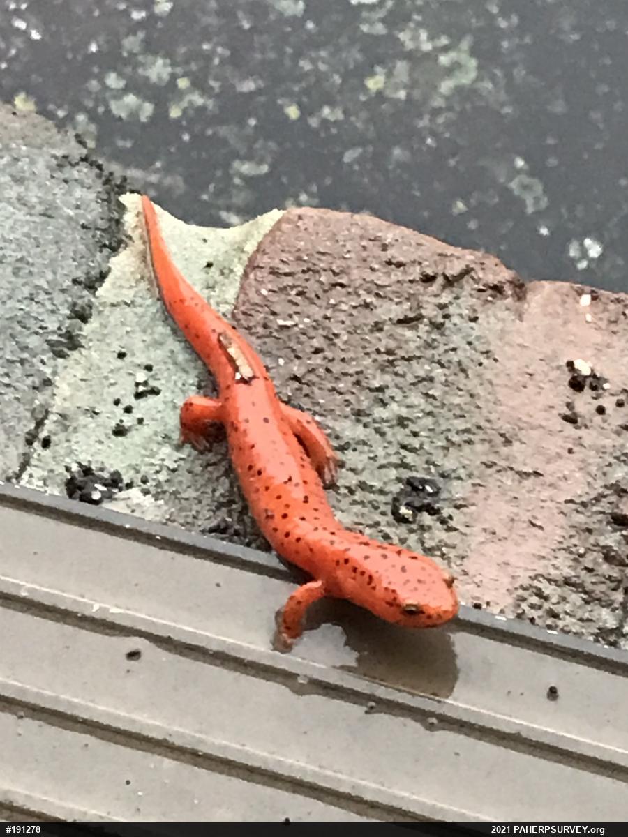 Northern Red Salamander