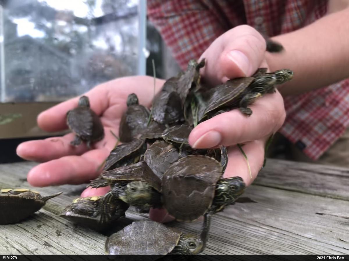 Northern Map Turtle