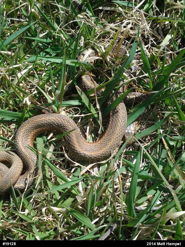 Eastern Gartersnake