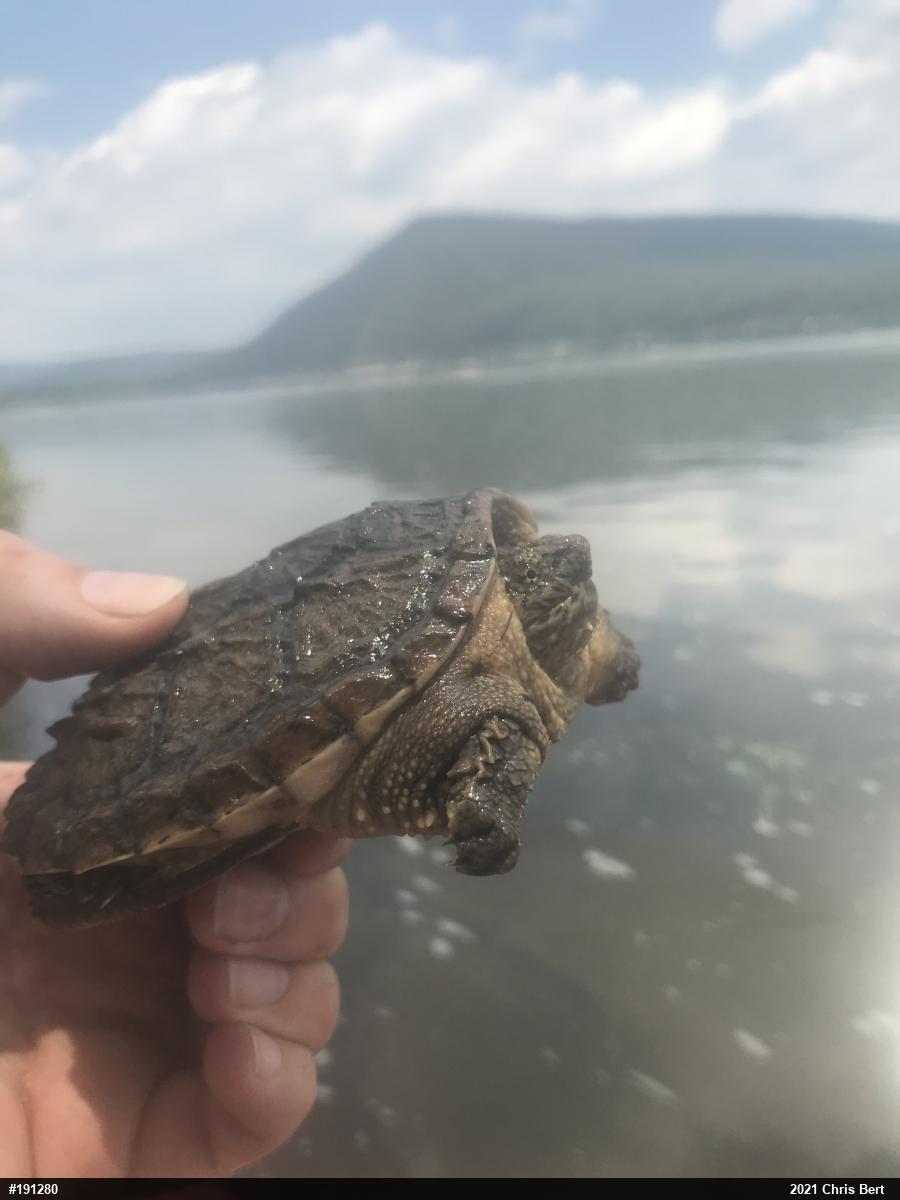 Snapping Turtle