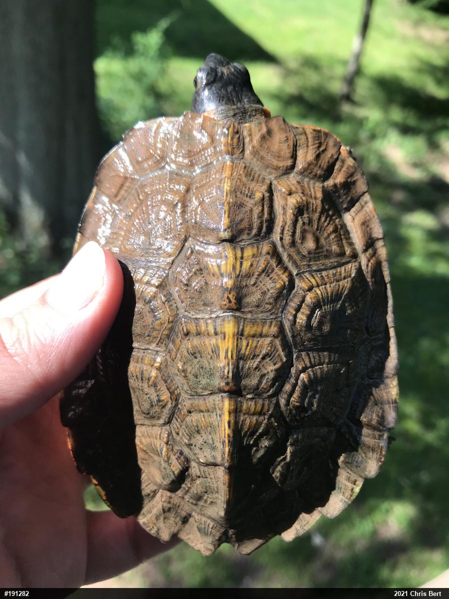 Wood Turtle