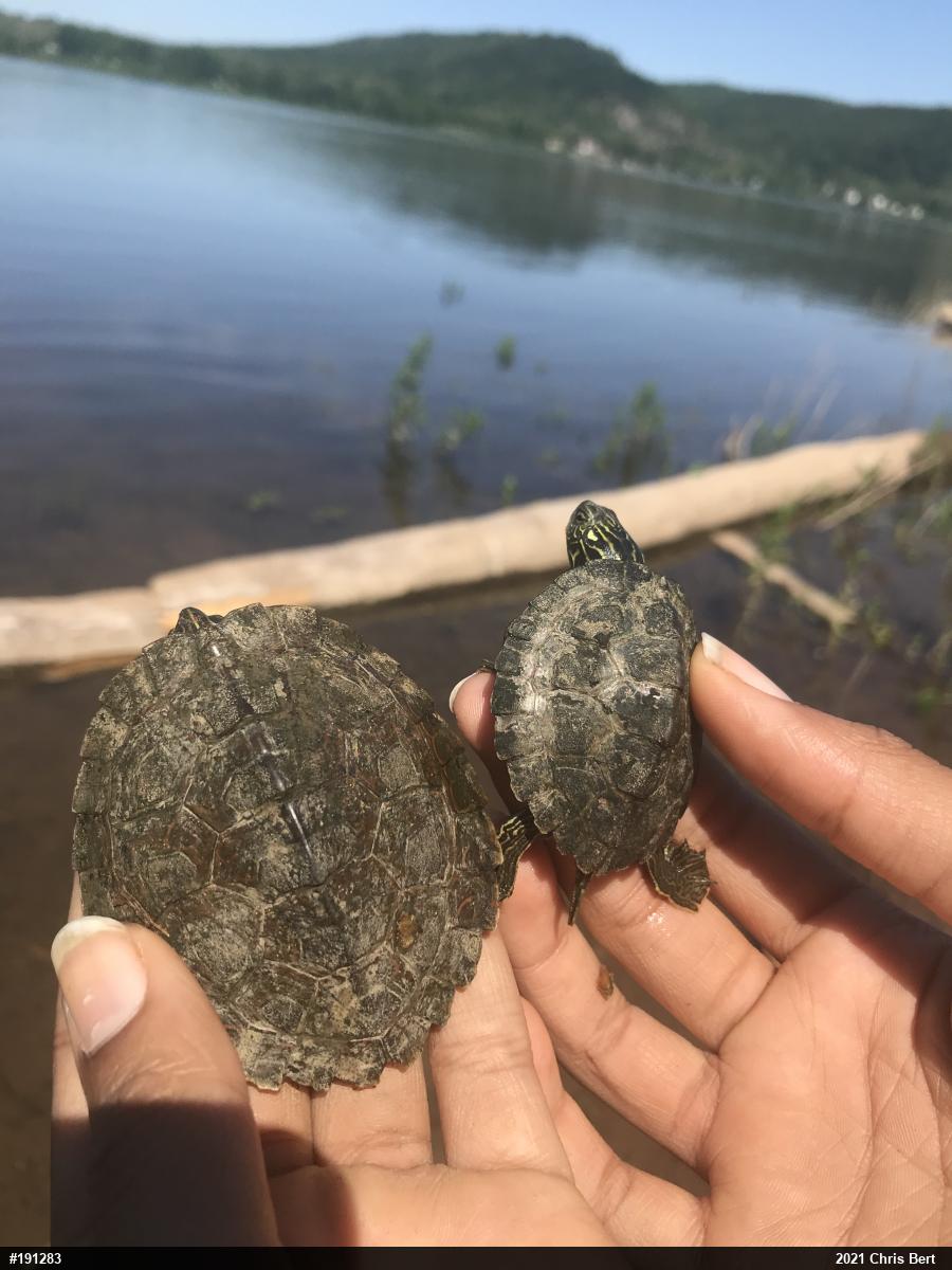 Northern Map Turtle
