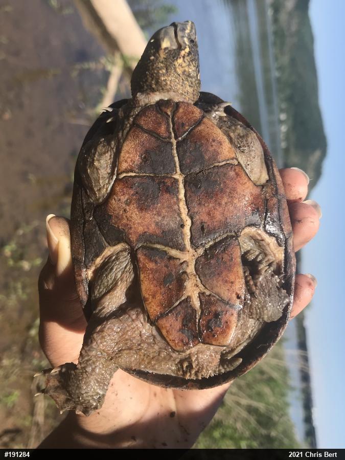 Eastern Musk Turtle