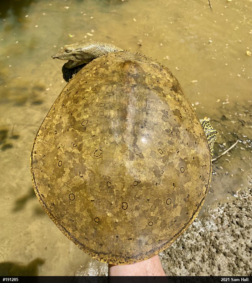 Eastern Spiny Softshell