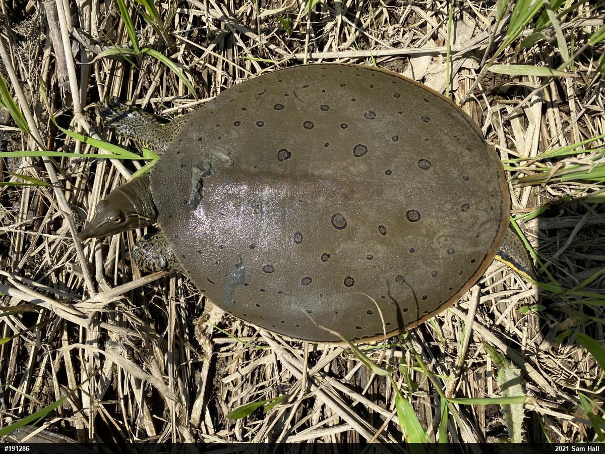 Eastern Spiny Softshell