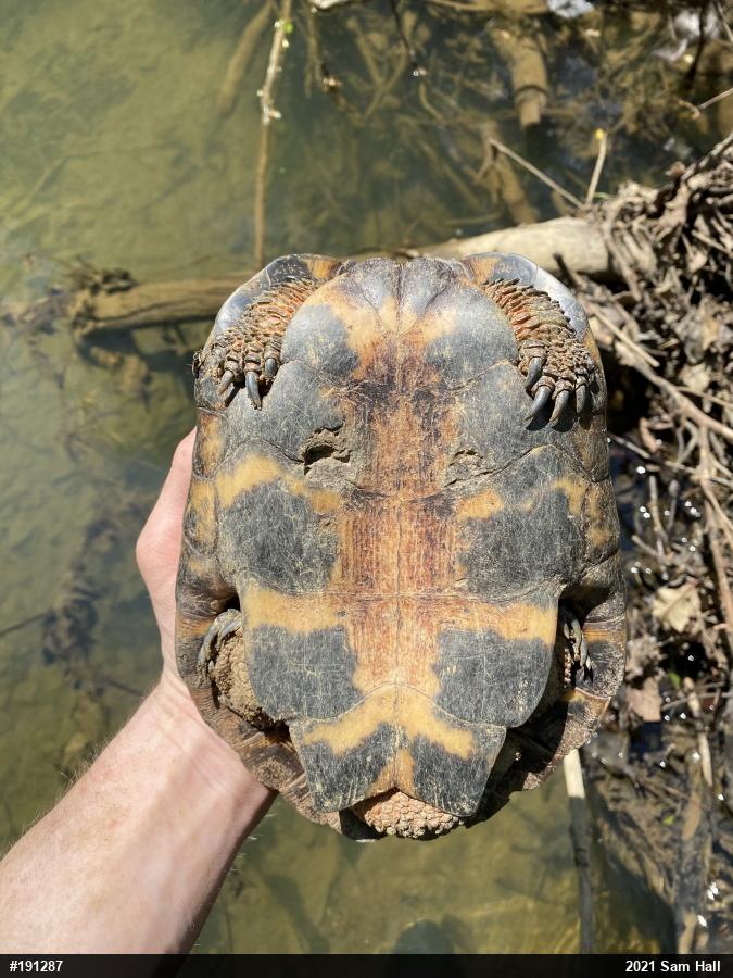 Wood Turtle