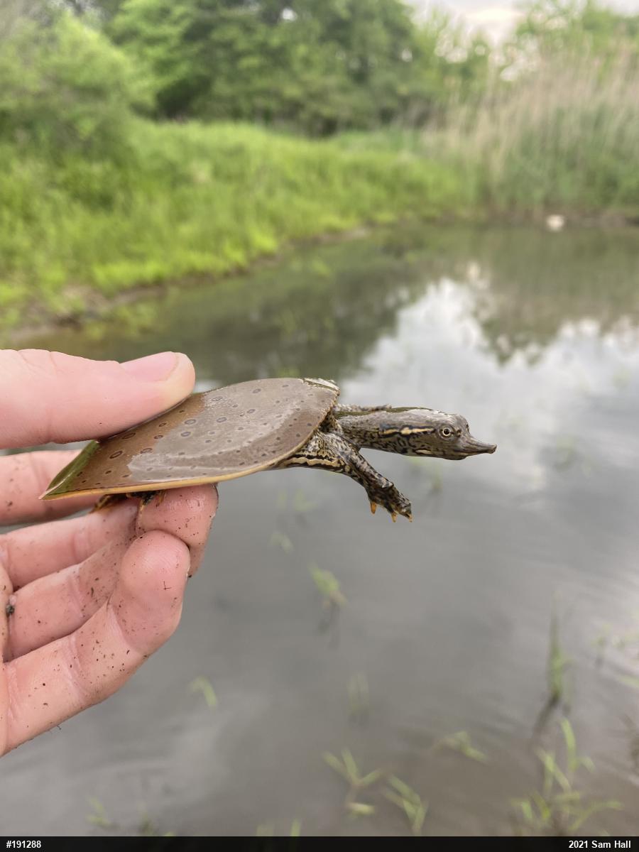 Eastern Spiny Softshell