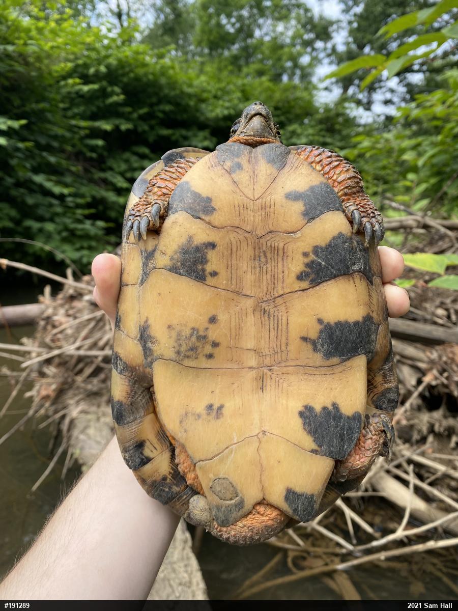 Wood Turtle