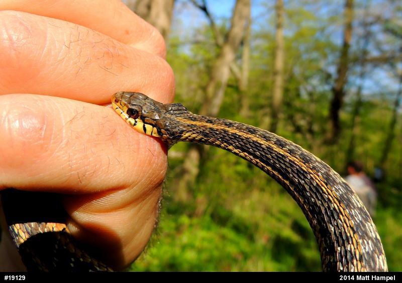 Eastern Gartersnake