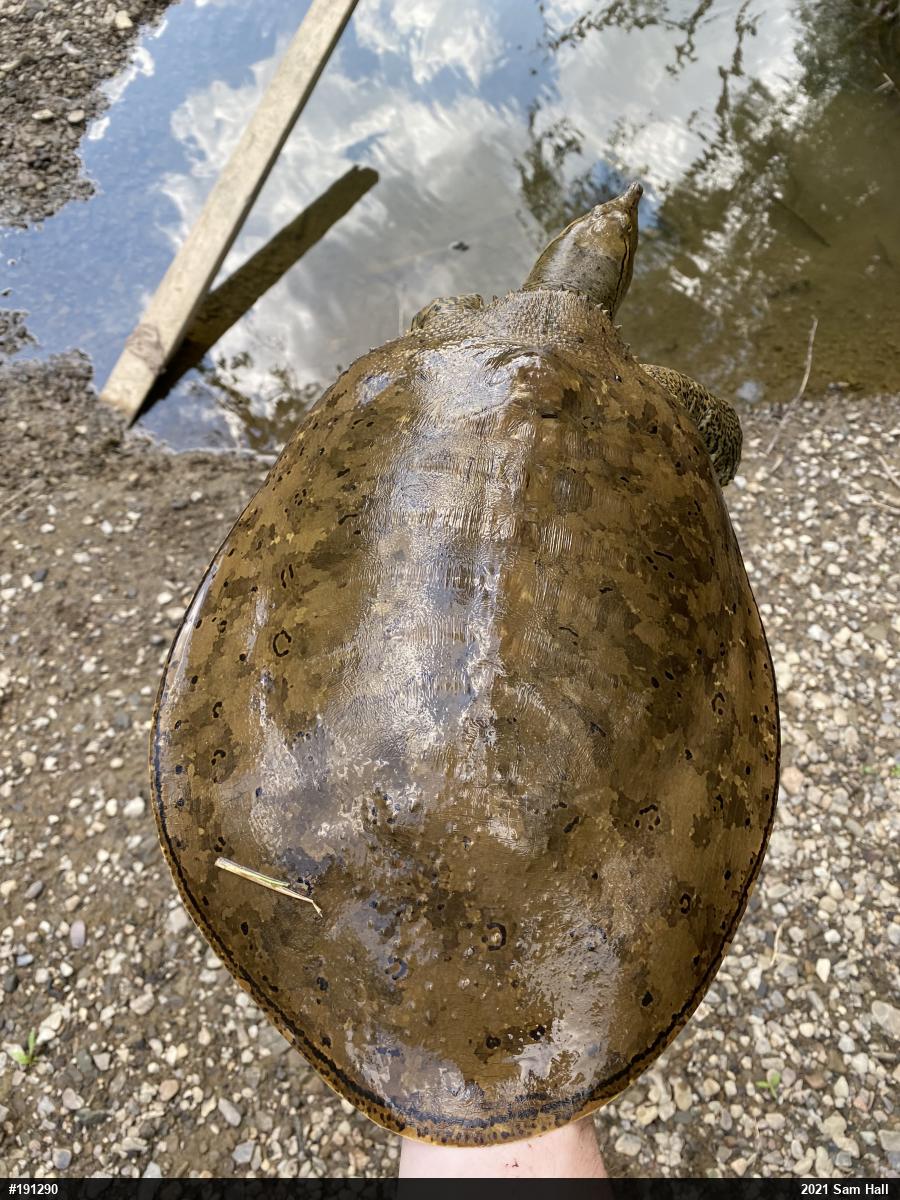 Eastern Spiny Softshell