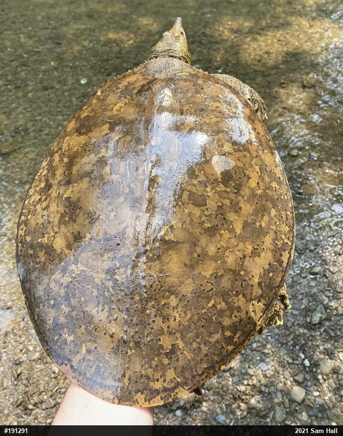 Eastern Spiny Softshell