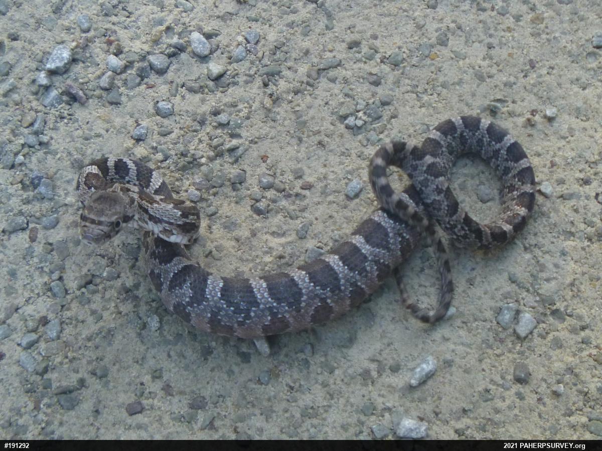 Eastern Ratsnake