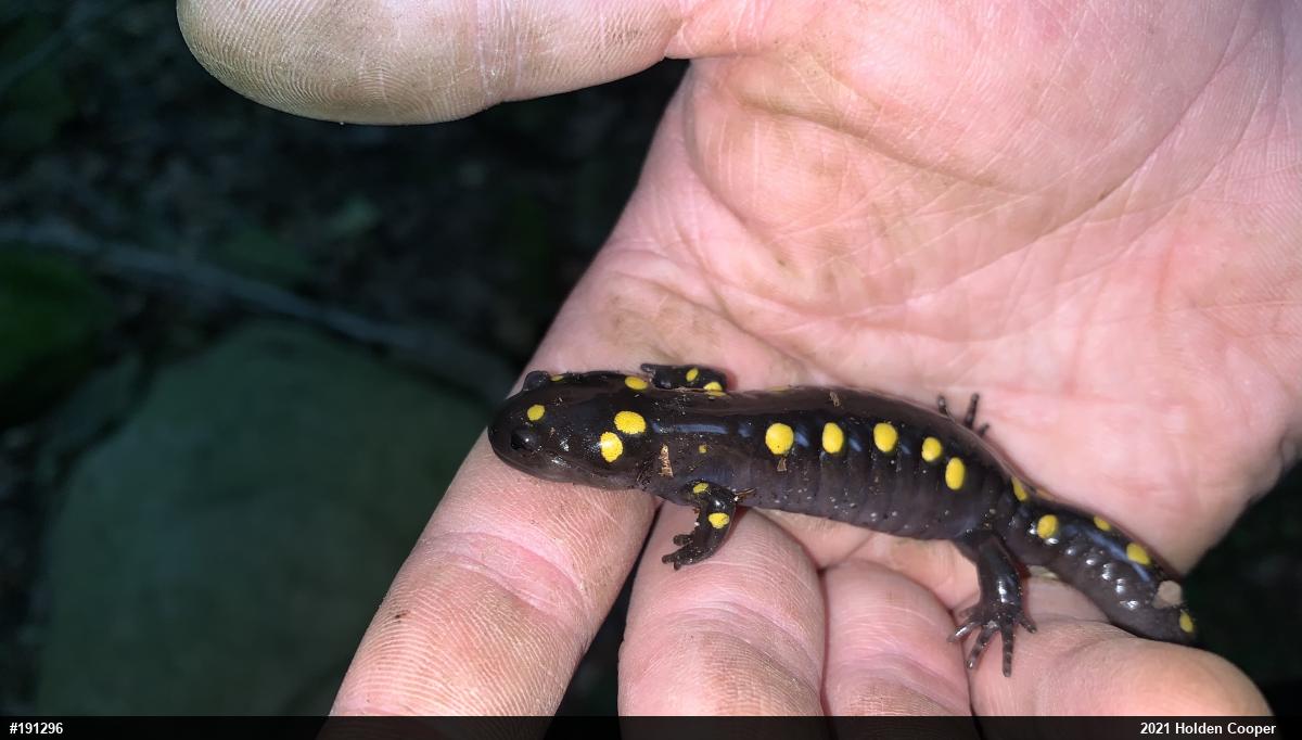 Spotted Salamander