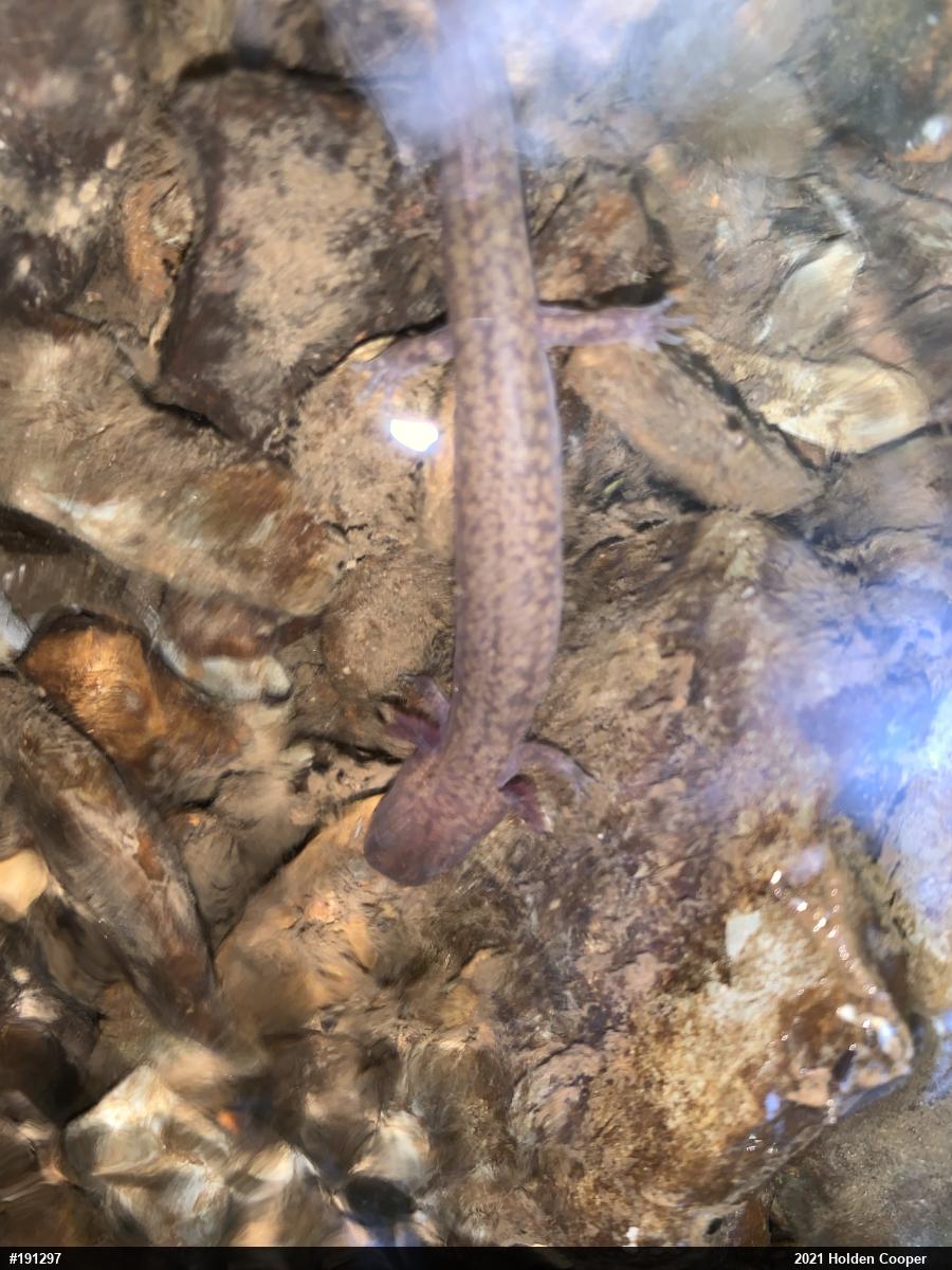 Northern Spring Salamander