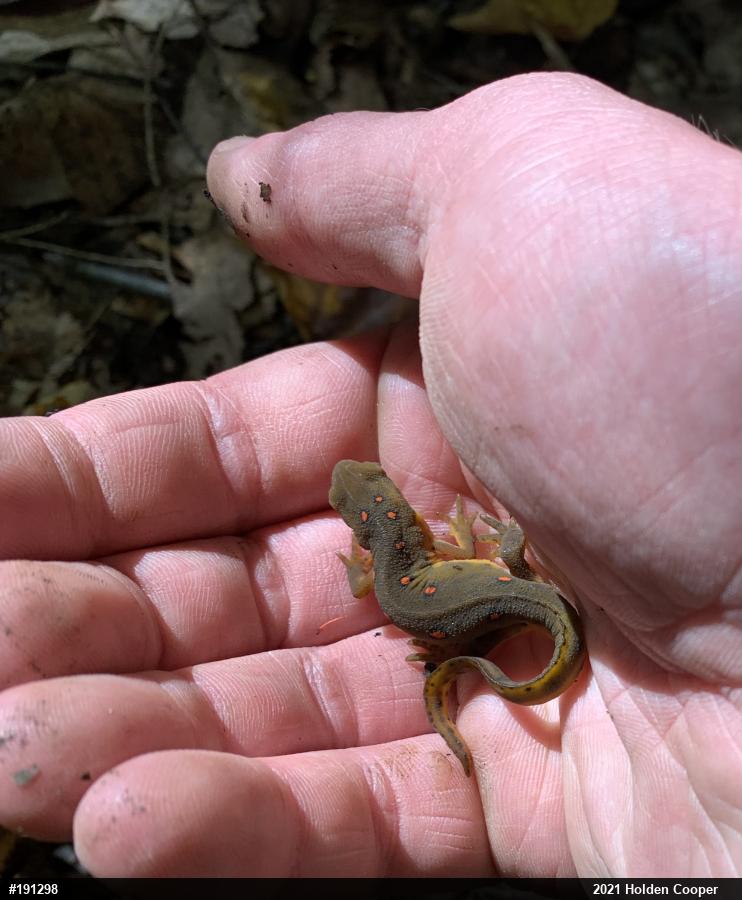 Red-spotted Newt
