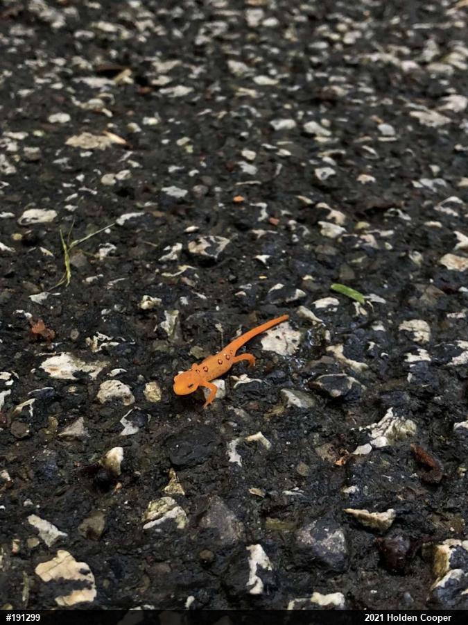 Red-spotted Newt