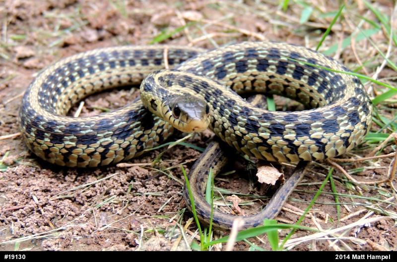 Eastern Gartersnake