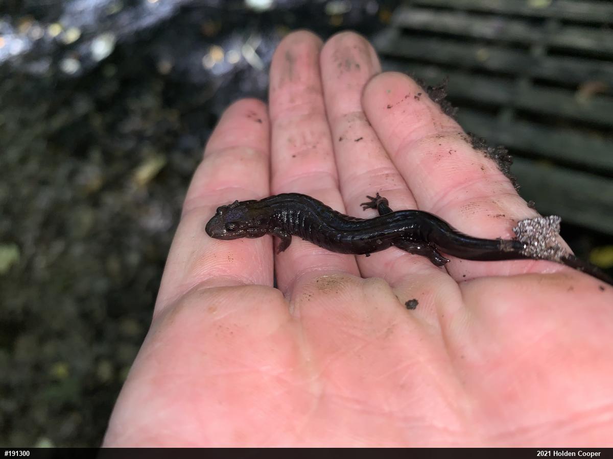 Northern Dusky Salamander