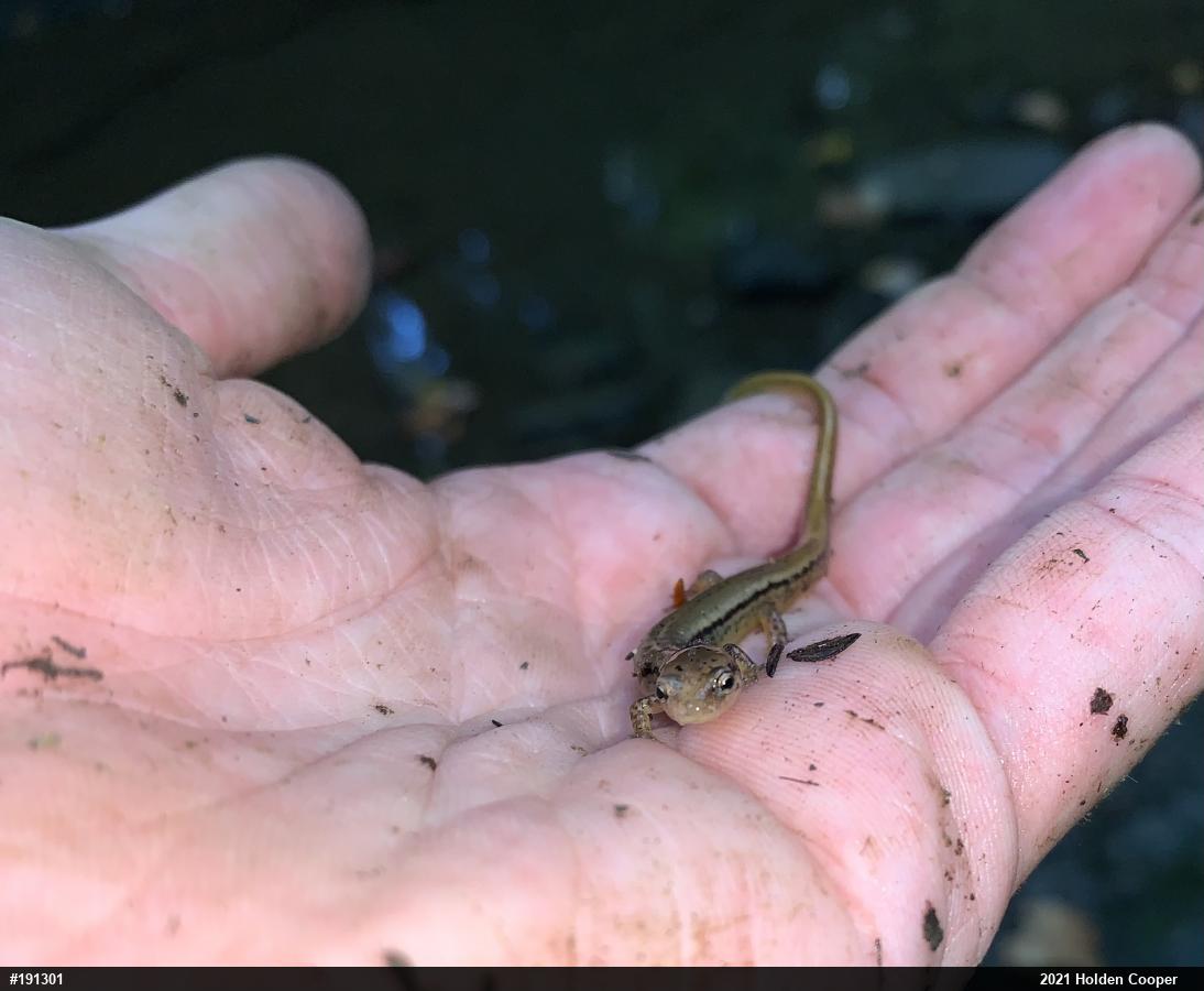 Northern Two-lined Salamander