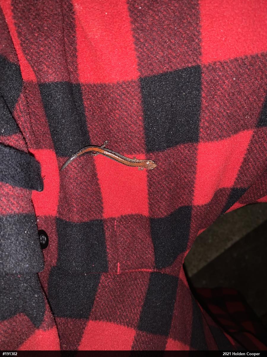 Eastern Red-backed  Salamander