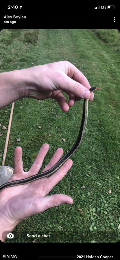 Eastern Gartersnake