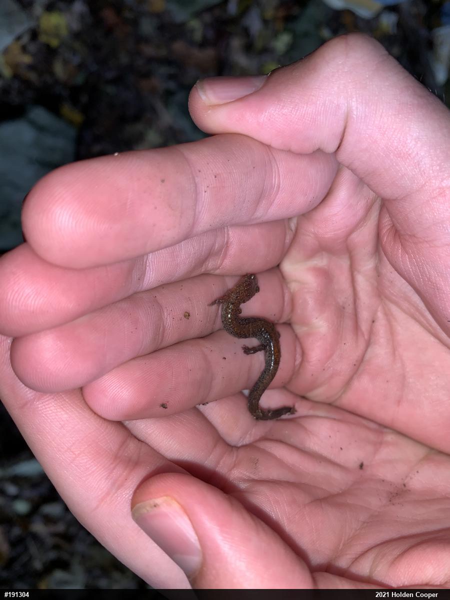 Eastern Red-backed  Salamander