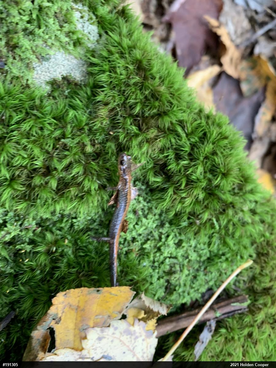 Eastern Red-backed  Salamander