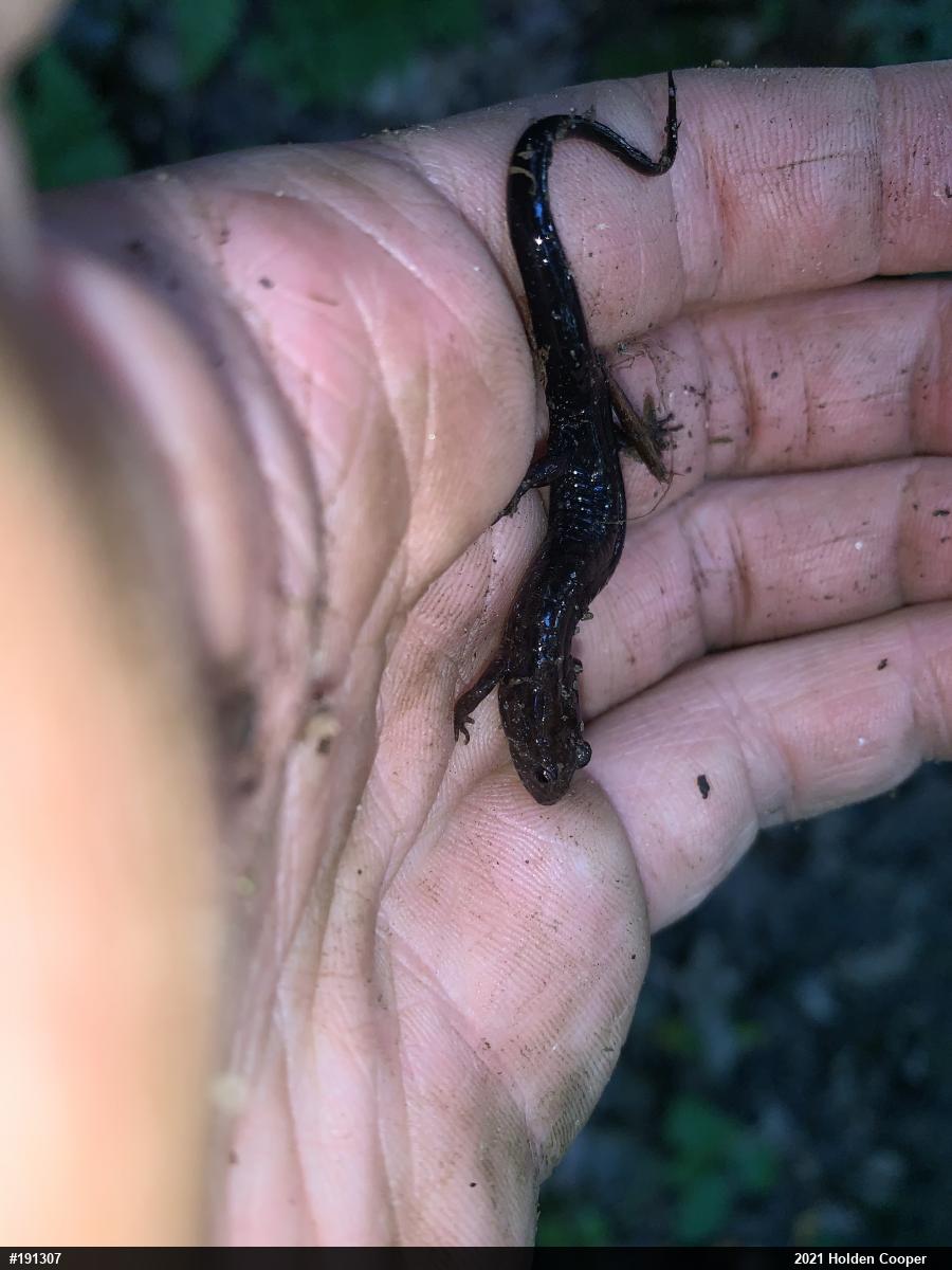 Allegheny Mountain Dusky Salamander