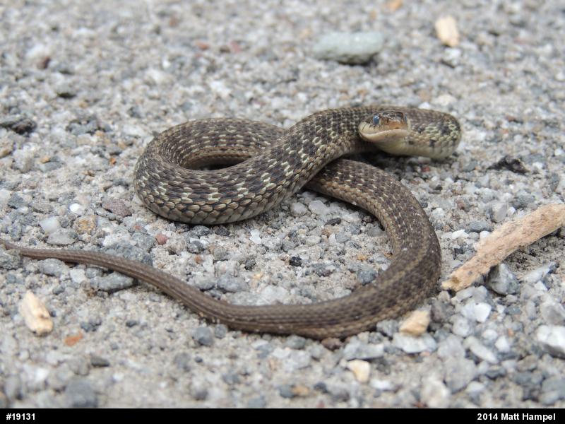 Eastern Gartersnake