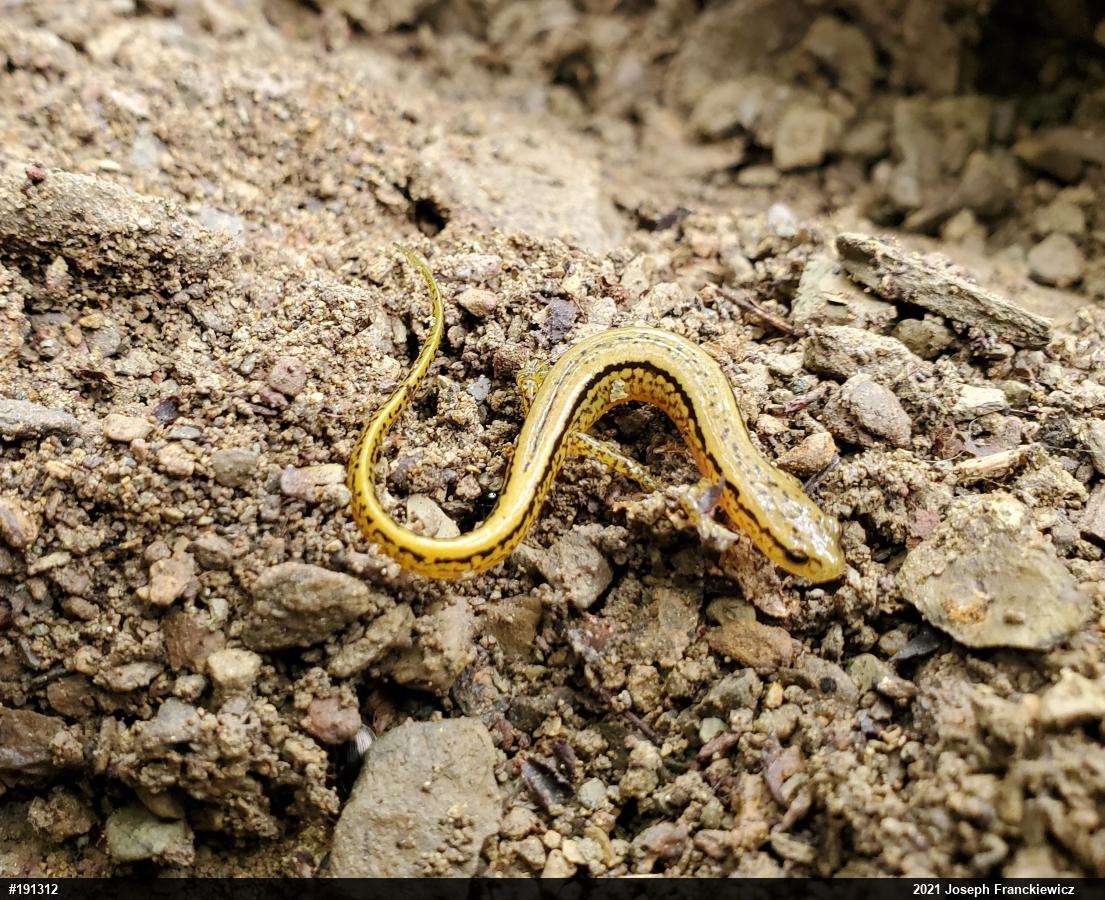 Northern Two-lined Salamander
