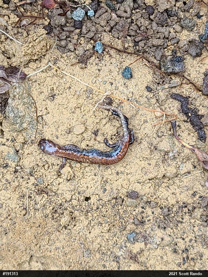 Eastern Red-backed  Salamander