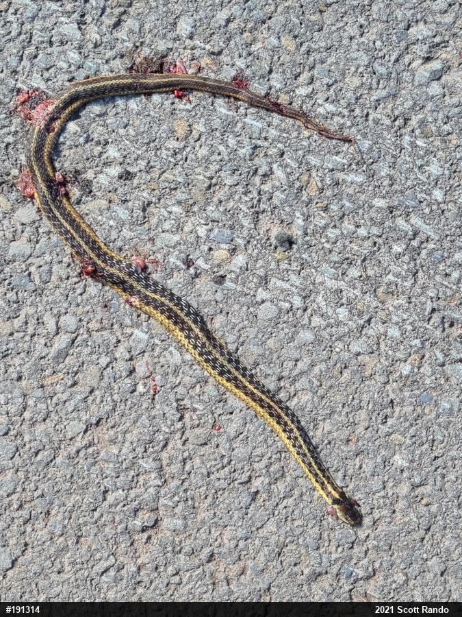 Eastern Gartersnake