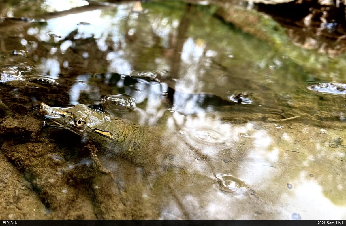 Eastern Spiny Softshell