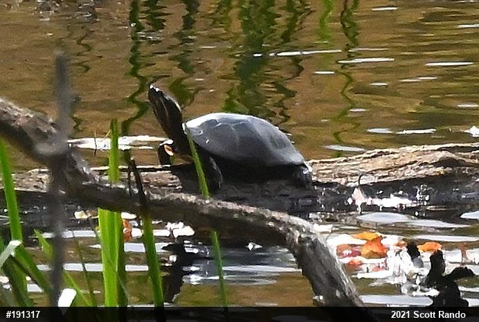 Painted Turtle