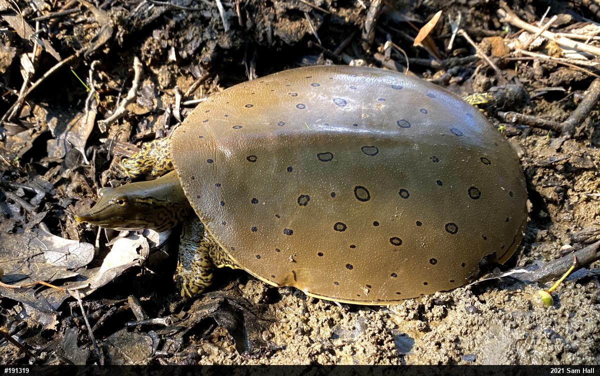 Eastern Spiny Softshell