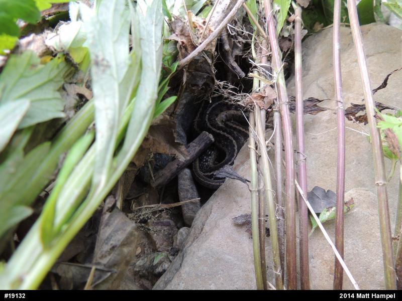 Eastern Gartersnake