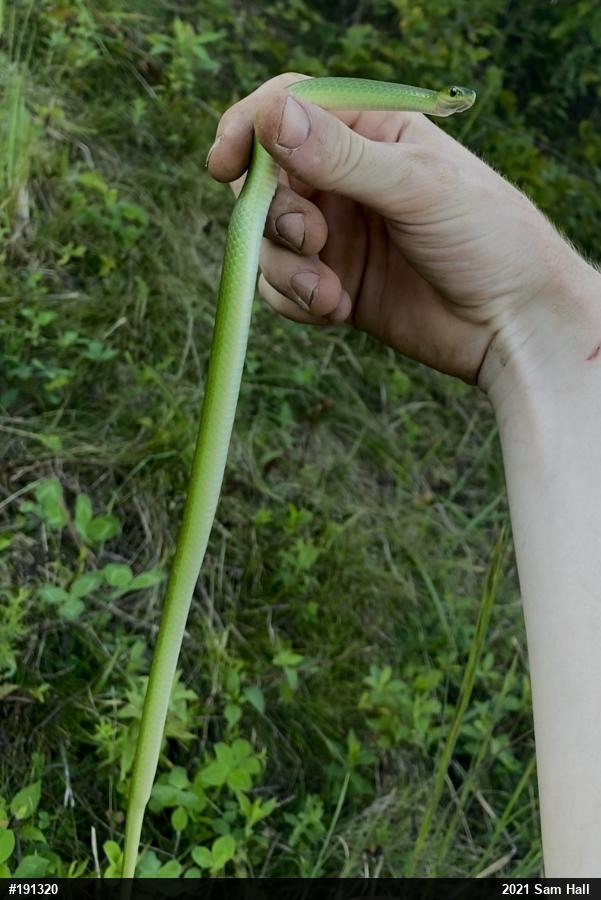 Smooth Greensnake