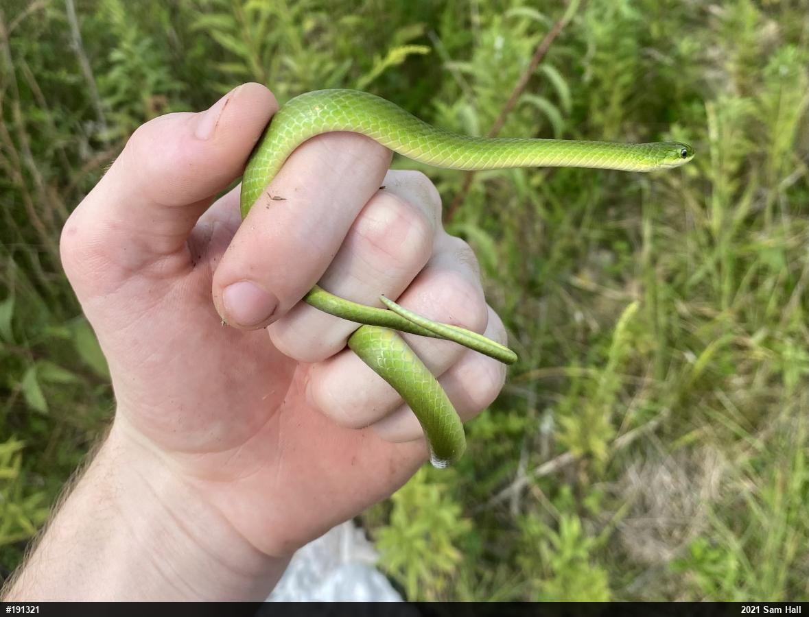 Smooth Greensnake