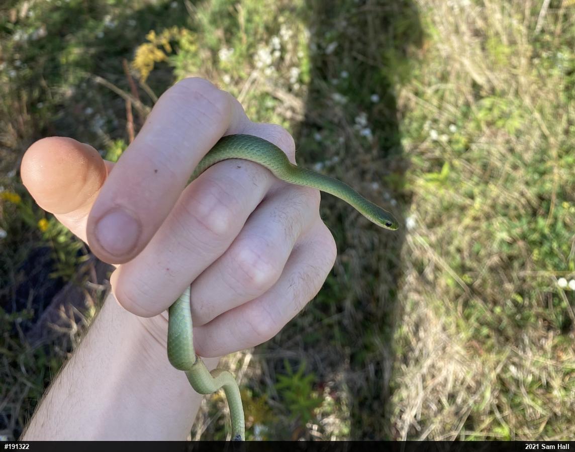 Smooth Greensnake