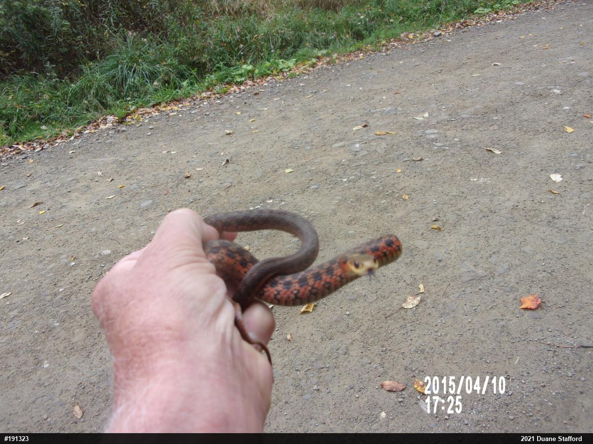 Eastern Gartersnake