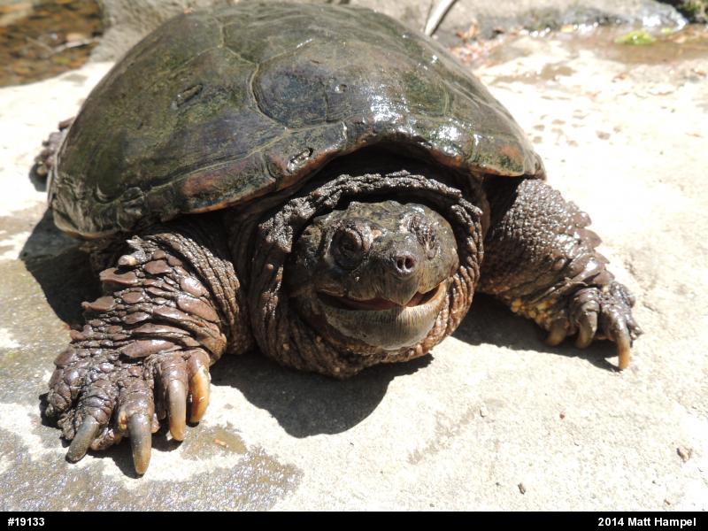 Snapping Turtle